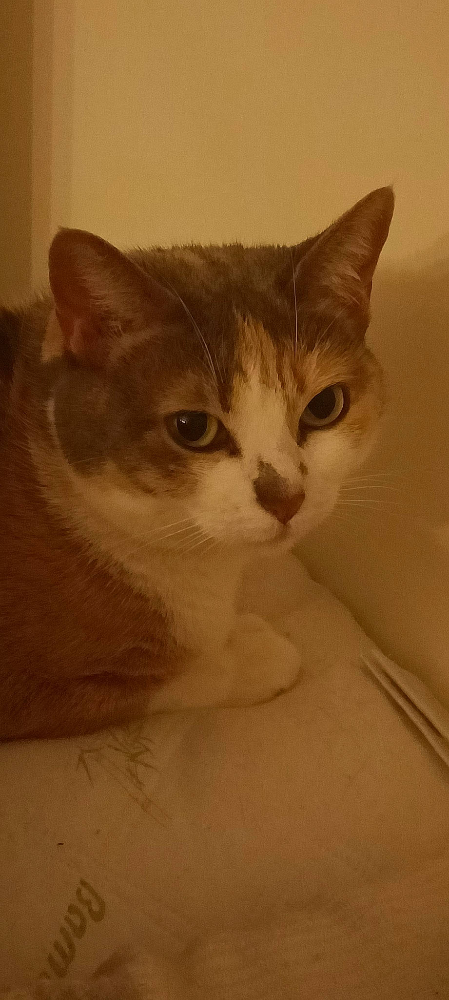 Frisquette participe au concours pour gagner de l'argent avec cette photo : art, carnivore, cat, domestic_short_haired_cat, ear, eyelash, felidae, fur, no_expression, paw, small_to_medium_sized_cats, snout, whiskers