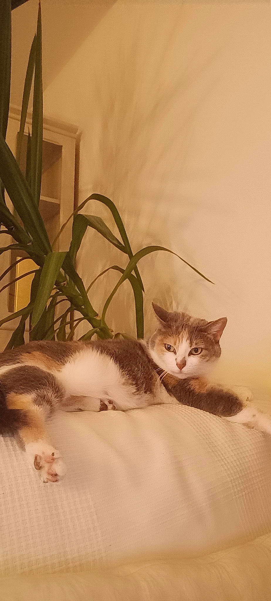 Frisquette participe au concours pour gagner de l'argent avec cette photo : carnivore, cat, comfort, couch, domestic_short_haired_cat, eye, fawn, felidae, flowerpot, fur, houseplant, paw, plant, small_to_medium_sized_cats, snout, tail, twig, whiskers, window, wood