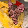 cat, hairless_cat, sphynx_cat, pet, animal, close_up, portrait, wrinkled_skin, large_ears, green_eyes, pink_skin, whiskers, paws, sleeping, blanket, yellow_blanket, cozy, indoor, cute, feline