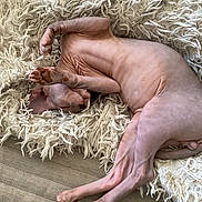 Osiris a rejoint le concours — aidez-le/la à gagner de superbes lots ! cat, hairless_cat, sphynx_cat, pet, animal, lying_down, sleeping, relaxed, upside_down, paws, pink_skin, wrinkles, furless, blanket, fluffy, couch, indoor, home, cozy, funny_pose