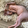 cat, hairless_cat, sphynx_cat, pet, animal, lying_down, sleeping, relaxed, upside_down, paws, pink_skin, wrinkles, furless, blanket, fluffy, couch, indoor, home, cozy, funny_pose