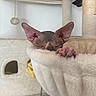 Osiris participe au concours pour gagner de l'argent avec cette photo : cat, sphynx_cat, hairless_cat, pet, animal, close_up, portrait, sleepy, wrinkled, large_ears, paw, claws, cat_tree, scratching_post, hammock, indoor, cozy, white_fabric, playful, home