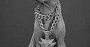 Osiris participe au concours pour gagner de l'argent avec cette photo : cat, sphynx_cat, hairless, animal, pet, portrait, studio, black_and_white, monochrome, jewelry, necklace, pendant, chain, sitting, front_view, ears, whiskers, smooth_skin, dramatic, fashion