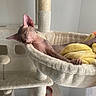 cat, sphynx_cat, hairless_cat, pet, sleeping, lounging, relaxed, wrinkled, pink_skin, cat_tree, hammock, blanket, yellow_blanket, indoor, home, furniture, cozy, paw, portrait, funny