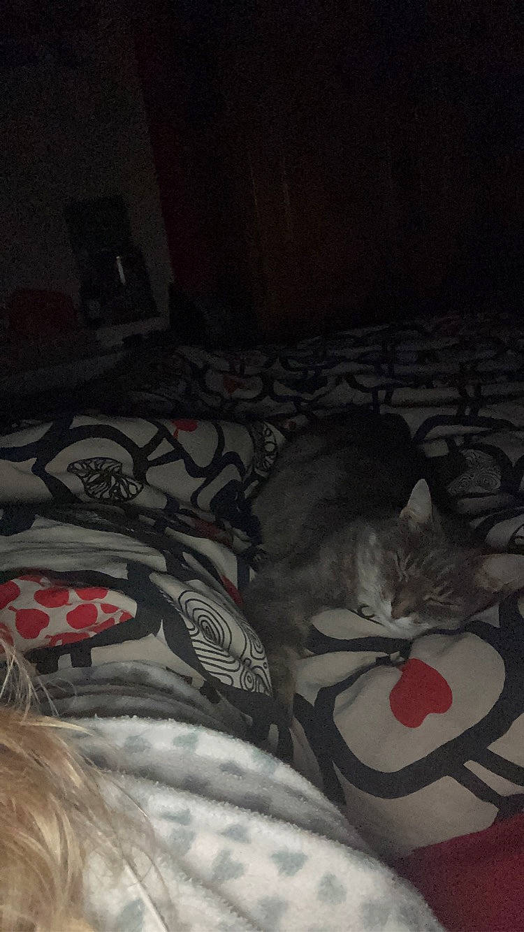 Bouloubi participe au concours pour gagner de l'argent avec cette photo : bed, bed_sheet, bedding, bedroom, black, carnivore, cat, comfort, darkness, domestic_short_haired_cat, felidae, flooring, grey, linens, monochrome, pattern, small_to_medium_sized_cats, textile, tints_and_shades, whiskers