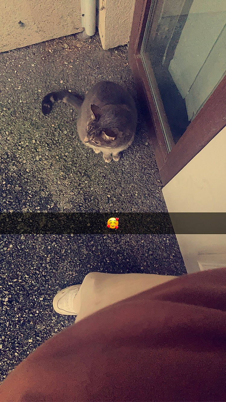 Bouloubi participe au concours pour gagner de l'argent avec cette photo : asphalt, carnivore, cat, cloud, companion_dog, felidae, floor, flooring, house, human_leg, knee, leg, light, road_surface, small_to_medium_sized_cats, tail, thigh, tints_and_shades, whiskers, wood