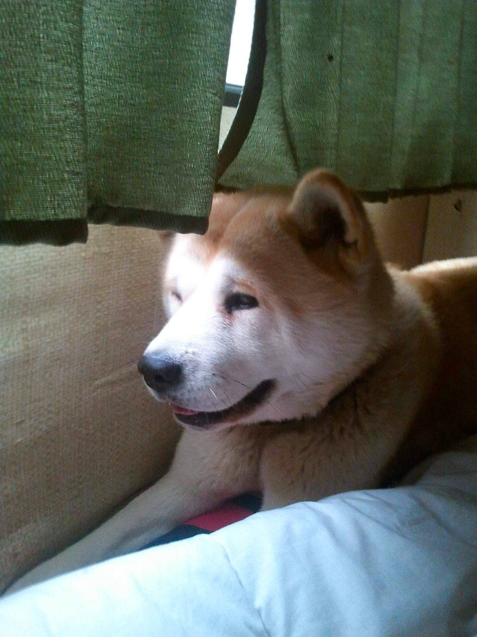 Emie a rejoint le concours — aidez-le/la à gagner de superbes lots ! akita, akita_inu, ancient_dog_breeds, canaan_dog, canidae, carnivore, dog, dog_breed, hokkaido, kishu, korean_jindo_dog, labrador_husky, mammal, non_sporting_group, rare_breed_dog, shiba_inu, shikoku, snout, spitz, vertebrate