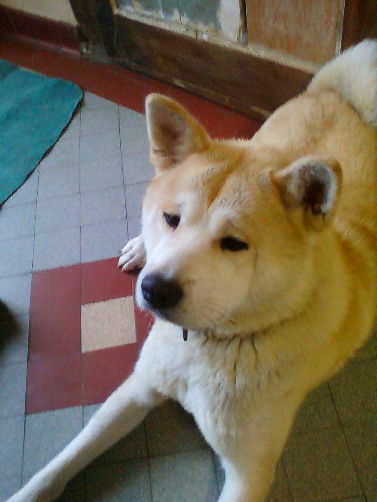 Emie a rejoint le concours — aidez-le/la à gagner de superbes lots ! akita, akita_inu, ancient_dog_breeds, canaan_dog, canidae, carnivore, dog, dog_breed, hokkaido, kintamani, kishu, korean_jindo_dog, mammal, norwegian_buhund, pungsan_dog, shiba_inu, shikoku, snout, spitz, vertebrate