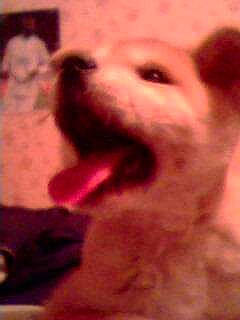 Emie participe au concours pour gagner de l'argent avec cette photo : akita, american_eskimo_dog, canidae, carnivore, dog, dog_breed, japanese_spitz, mouth, non_sporting_group, nose, pomeranian, puppy, samoyed, snout, spitz