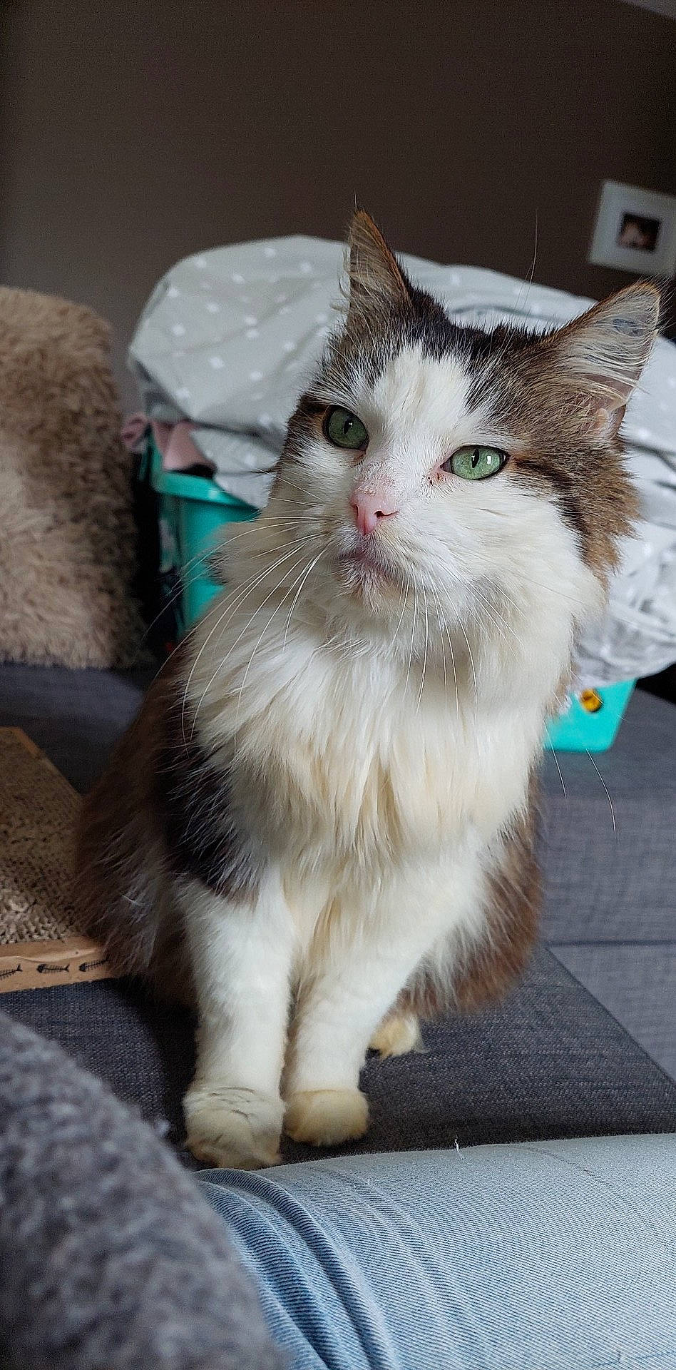 Joy participe au concours pour gagner de l'argent avec cette photo : carnivore, cat, claw, domestic_short_haired_cat, eye, fawn, felidae, fur, paw, sitting, small_to_medium_sized_cats, snout, tail, terrestrial_animal, whiskers, window