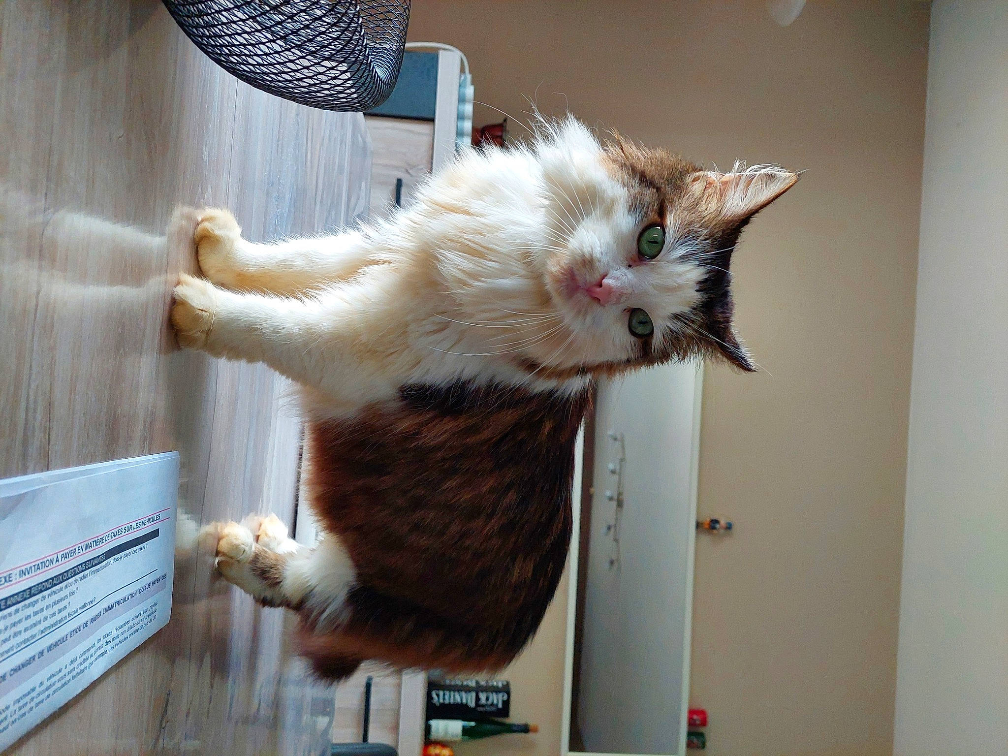 Joy a rejoint le concours — aidez-le/la à gagner de superbes lots ! carnivore, cat, claw, domestic_short_haired_cat, drawer, fawn, felidae, fur, hardwood, lap, mechanical_fan, mesh, paw, room, small_to_medium_sized_cats, snout, tail, vertebrate, whiskers, wood