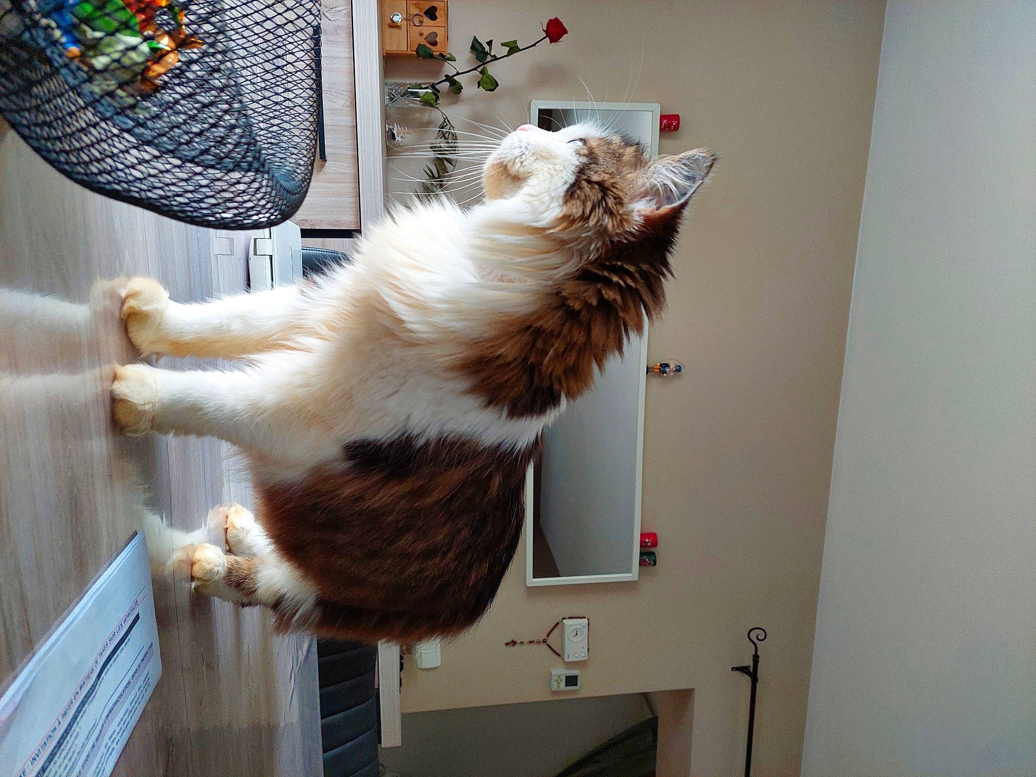 Joy a rejoint le concours — aidez-le/la à gagner de superbes lots ! animal_shelter, cage, canidae, carnivore, cat, claw, companion_dog, domestic_short_haired_cat, door, felidae, fur, mesh, paw, room, service, small_to_medium_sized_cats, sporting_group, tail, whiskers, wood