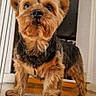 dog, small_dog, indoor, wooden_floor, pet, curious, fur, brown_fur, black_fur, animal, canine, standing, floor, step, ears, eyes, snout, portrait, house, domestic