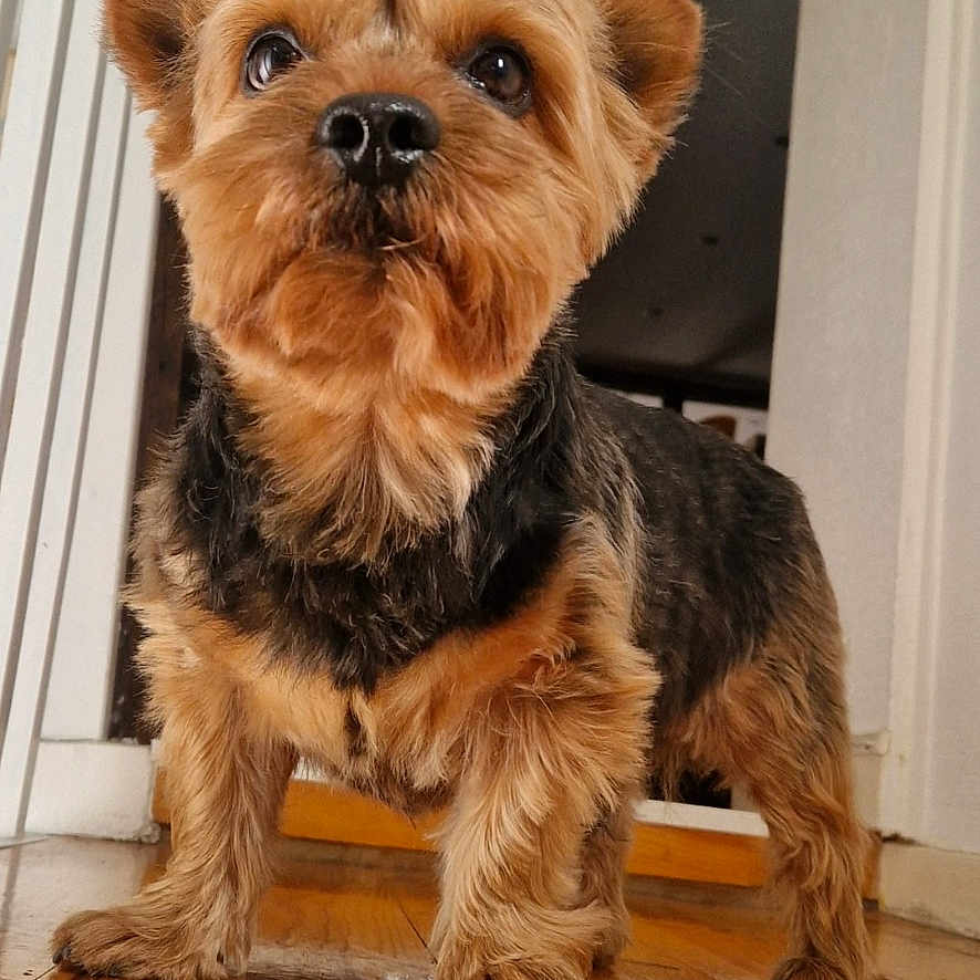 Simba