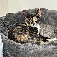 Cleo is registered to the contest to win money with this photo: cat, tortoiseshell, pet_bed, gray, fur, animal, cute, indoor, cozy, resting, looking, whiskers, ears, eyes, relaxing, soft, feline, domestic, companion, comfort
