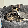 cat, tortoiseshell, pet_bed, gray, fur, animal, cute, indoor, cozy, resting, looking, whiskers, ears, eyes, relaxing, soft, feline, domestic, companion, comfort