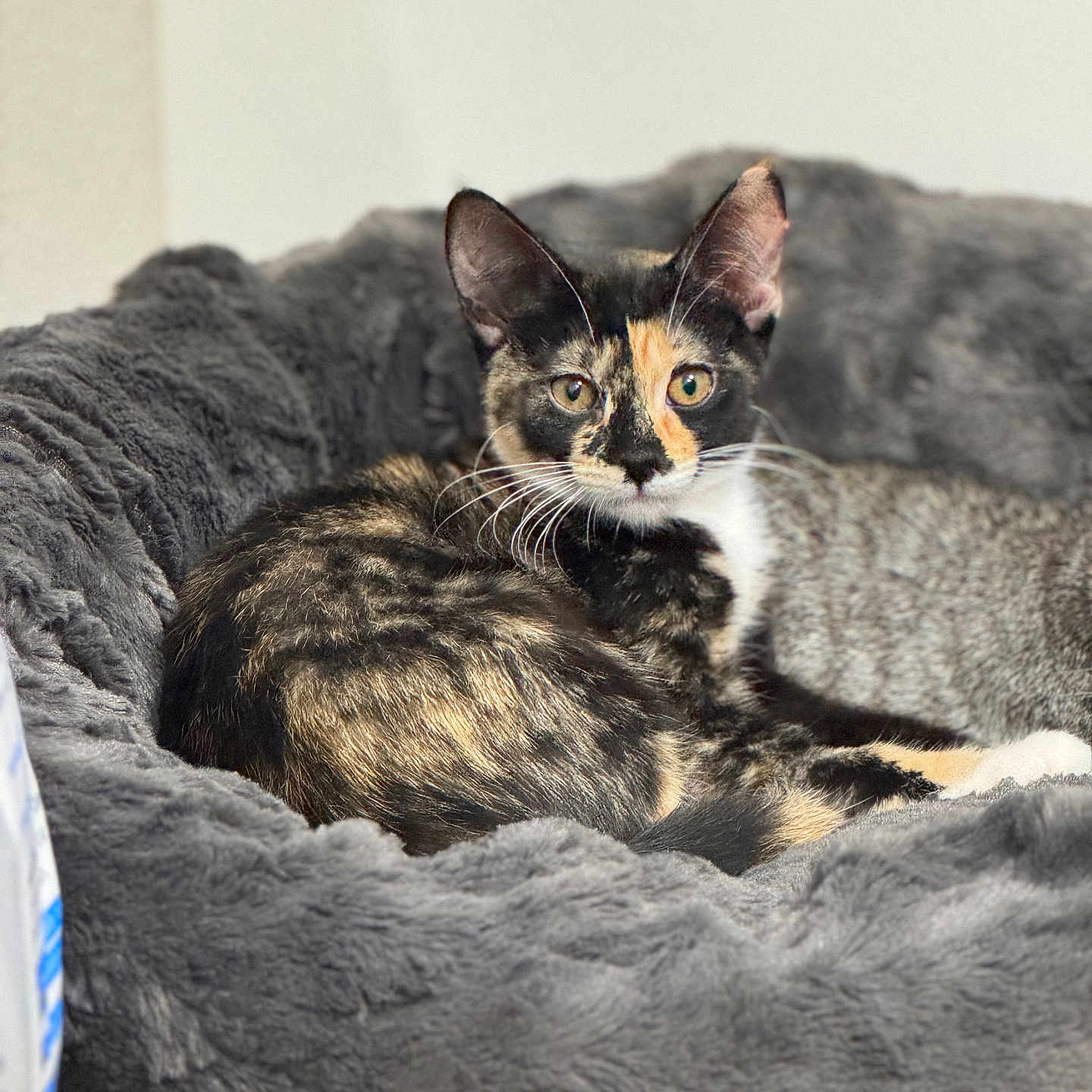 Cleo is registered to the contest to win money with this photo: cat, tortoiseshell, pet_bed, gray, fur, animal, cute, indoor, cozy, resting, looking, whiskers, ears, eyes, relaxing, soft, feline, domestic, companion, comfort