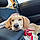 Sadie