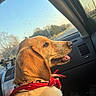 Sadie is registered to the contest to win money with this photo: dog, bandana, car, window, sunlight, fur, side_view, pet, road_trip, interior, dashboard, seat, leisure, canine, animal, travel, daylight, happy, looking_out, casual
