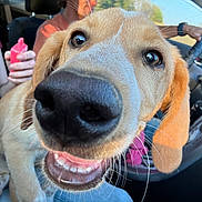 Sadie joined the competition — help win amazing prizes! dog, close_up, car_interior, happy, smiling, nose, person, seatbelt, bottle, steering_wheel, window, sunlight, seat, lap, casual_clothing, road_trip, human_hand, driver, pet, whiskers