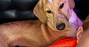 Sadie joined the competition — help win amazing prizes! dog, stuffed_animals, couch, leather, orange_hoodie, person, relaxed, indoor, plush_toys, purple, green, brown, black, white, face, ear, fur, seated, casual, cozy