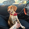 Sadie joined the competition — help win amazing prizes! dog, bandana, car_interior, seat, human_arm, tattoo, window, parking_lot, vehicle, steering_wheel, door_handle, sunlight, happy, pet, companion, leash, paw, expression, friendship, casual