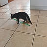 animal, black_cat, cabinet, cat, curious, domestic_animal, feline, floor, fur, household, indoor, kitchen, kitten, pet, playful, refrigerator, tile_floor, toy, whiskers, young_cat