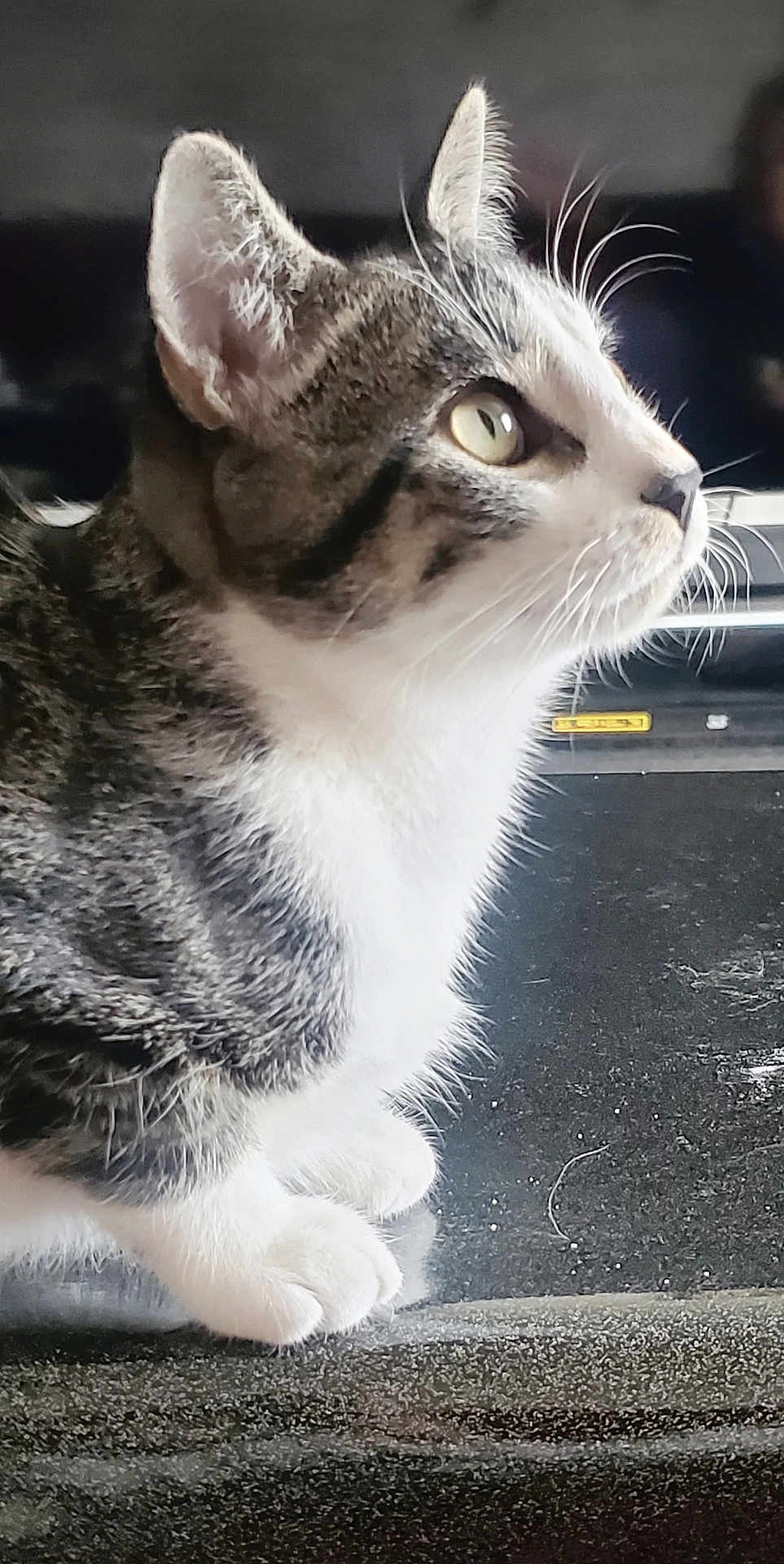 Sno a rejoint le concours — aidez-le/la à gagner de superbes lots ! cat, tabby, white_paws, close_up, side_profile, whiskers, fur, curious, animal, pet, indoor, reflective_surface, sitting, portrait, feline, domestic_cat, looking_away, ears, face, nose