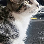 Teresa Jantarada participe au concours pour gagner de l'argent avec cette photo : cat, tabby, white_paws, close_up, side_profile, whiskers, fur, curious, animal, pet, indoor, reflective_surface, sitting, portrait, feline, domestic_cat, looking_away, ears, face, nose