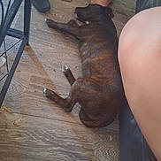 Diesel a rejoint le concours — aidez-le/la à gagner de superbes lots ! animal, brindle, couch, dog, domestic, floor, food, foot, home, indoor, lying_down, messy_floor, paw, pet, plate, relaxed, resting, side_view, slipper, wooden_floor
