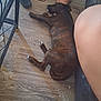 animal, brindle, couch, dog, domestic, floor, food, foot, home, indoor, lying_down, messy_floor, paw, pet, plate, relaxed, resting, side_view, slipper, wooden_floor