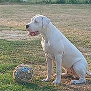Oslo a rejoint le concours — aidez-le/la à gagner de superbes lots ! animal, ball, canine, daytime, dog, field, friendly, grass, leisure, nature, outdoor, pet, play, portrait, relaxation, sitting, soccer_ball, summer, sunlight, white_dog