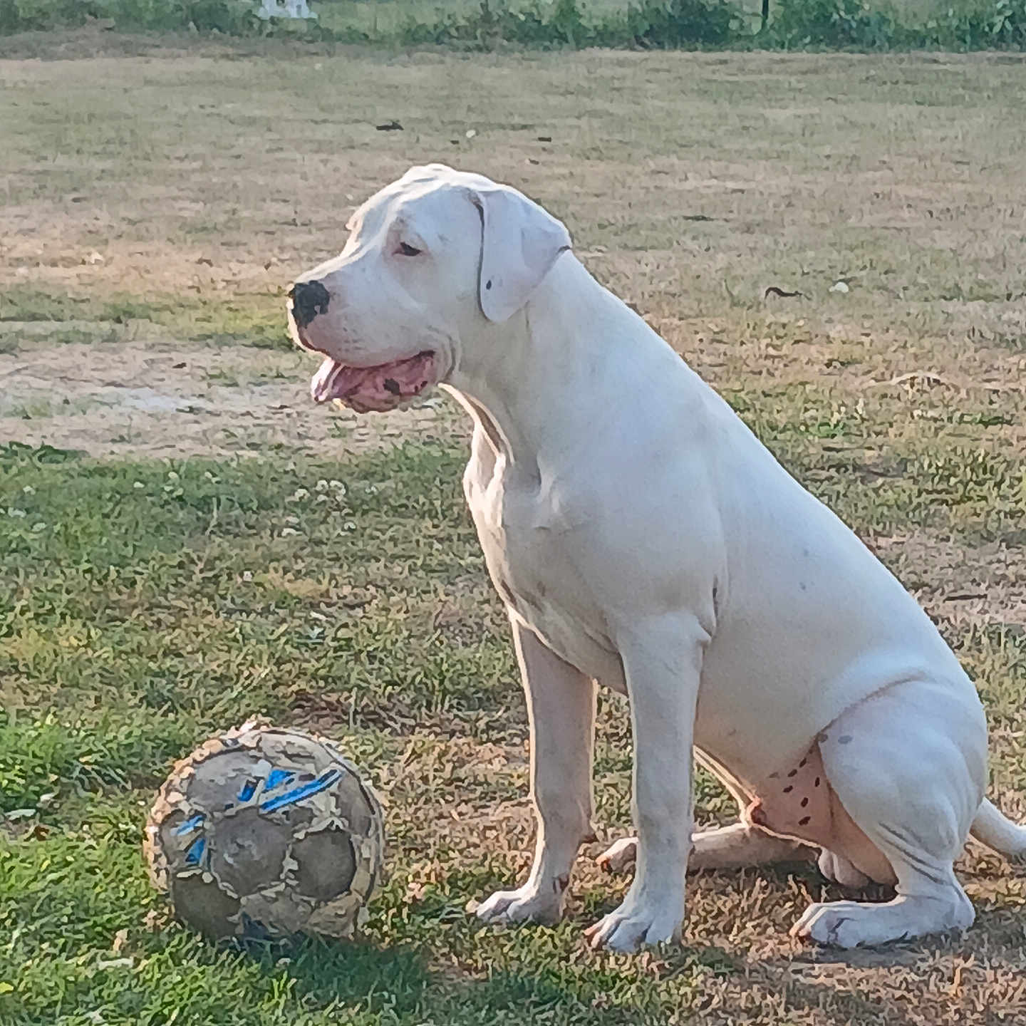 Oslo a rejoint le concours — aidez-le/la à gagner de superbes lots ! animal, ball, canine, daytime, dog, field, friendly, grass, leisure, nature, outdoor, pet, play, portrait, relaxation, sitting, soccer_ball, summer, sunlight, white_dog
