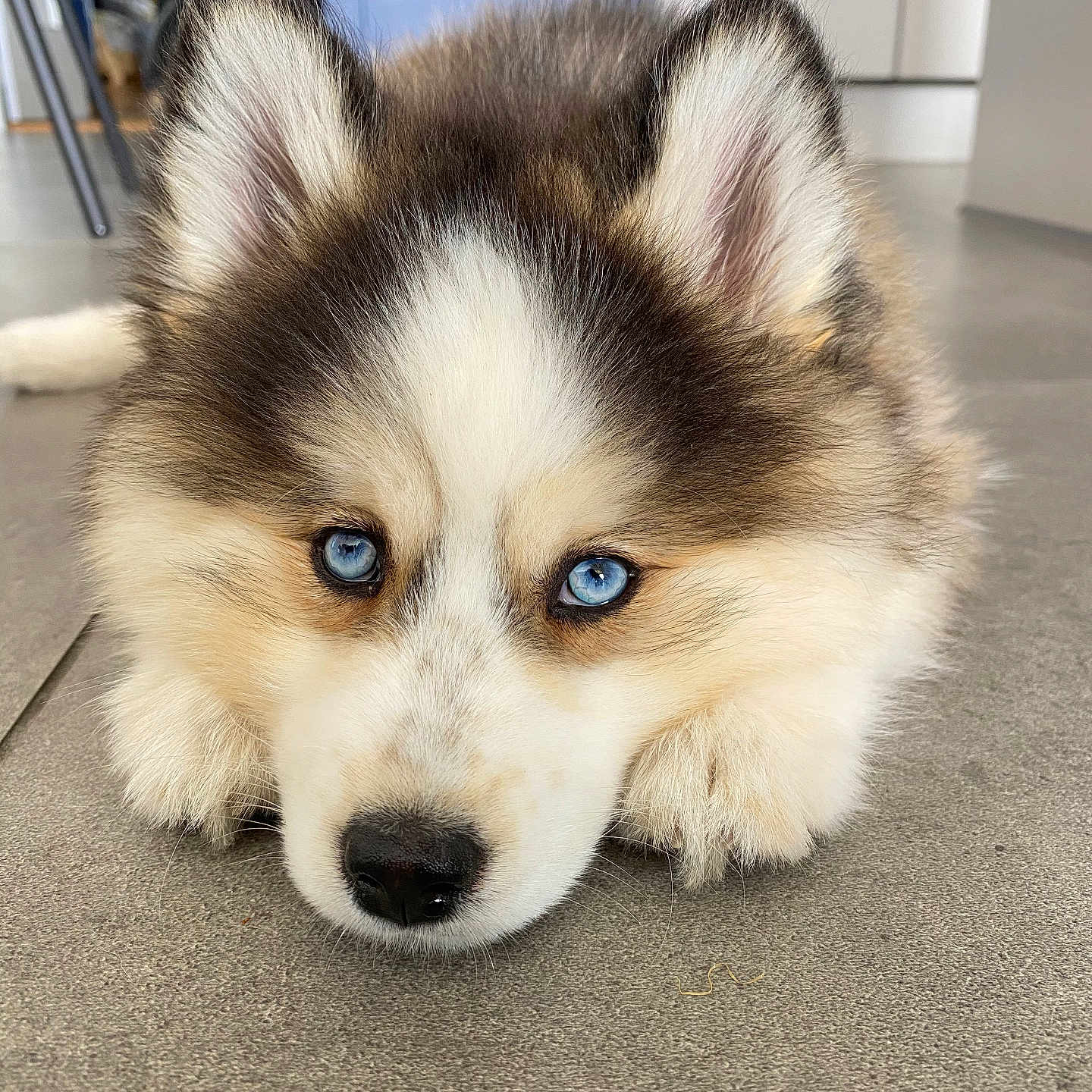 Hoshi a rejoint le concours — aidez-le/la à gagner de superbes lots ! adorable, animal, blue_eyes, canine, close_up, cute, dog, ears, floor, fluffy, fur, head, indoor, lying_down, nose, pet, portrait, puppy, resting, whiskers