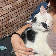 Olaf joined the competition — help win amazing prizes! arm, black_and_white_cat, brick_wall, cat, closeup, clothing, couch, cozy, cuddling, ear, fur, hand, indoor, nose, person, pet, portrait, scrunchie, sleeping, tank_top