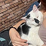arm, black_and_white_cat, brick_wall, cat, closeup, clothing, couch, cozy, cuddling, ear, fur, hand, indoor, nose, person, pet, portrait, scrunchie, sleeping, tank_top