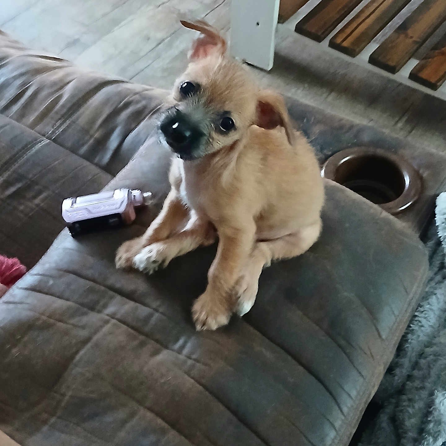 Belle joined the competition — help win amazing prizes! animal, architecture, building, canine, cockerspaniel, couch, cushion, dog, electronics, furniture, hardwood, homedecor, indoors, interiordesign, livingroom, pet, phone, puppy, room, wood