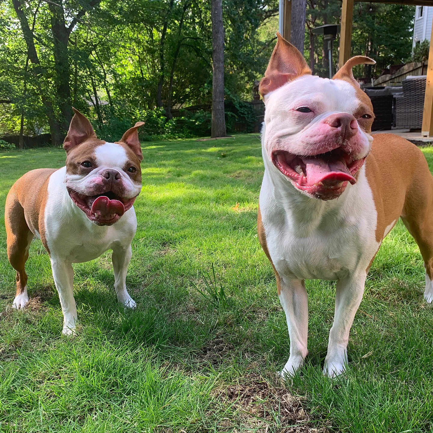 Bruno And Layla joined the competition — help win amazing prizes! animal, architecture, backyard, building, bulldog, canine, dog, field, frenchbulldog, grass, lawn, nature, outdoors, pet, pitbull, plant, shelter, tree, vegetation, yard