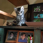 Boomer joined the competition — help win amazing prizes! animal, baseball, boy, cat, child, curious, cute, decor, framed_photos, furniture, glasses, home, indoor, kitten, pet, portrait_photos, shelf, tabby, teddy_bear, wood