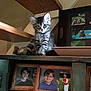 animal, baseball, boy, cat, child, curious, cute, decor, framed_photos, furniture, glasses, home, indoor, kitten, pet, portrait_photos, shelf, tabby, teddy_bear, wood