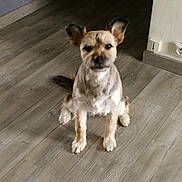Lucie a rejoint le concours — aidez-le/la à gagner de superbes lots ! alert, animal, attention, canine, companion, cute, dog, domestic_animal, ears_up, flooring, fur, groomed, home, indoor, looking, pet, sitting, small_dog, waiting, wooden_floor