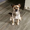 alert, animal, attention, canine, companion, cute, dog, domestic_animal, ears_up, flooring, fur, groomed, home, indoor, looking, pet, sitting, small_dog, waiting, wooden_floor