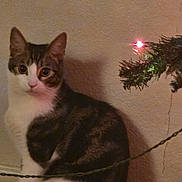 Fred joined the competition — help win amazing prizes! cat, tabby, white_fur, indoor, wall, christmas_tree, christmas_light, holiday, pet, animal, feline, curious, sitting, shadow, decor, branch, closeup, cute, domestic, furry