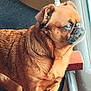 dog, brown_dog, pet, indoor, window, chair, looking_out_window, small_dog, fur, animal, companion, domestic_animal, side_view, light, shadow, face, ears, snout, standing, calm