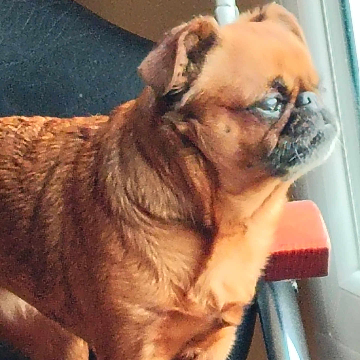 Oasis participe au concours pour gagner de l'argent avec cette photo : animal, brown_dog, calm, chair, companion, dog, domestic_animal, ears, face, fur, indoor, light, looking_out_window, pet, shadow, side_view, small_dog, snout, standing, window