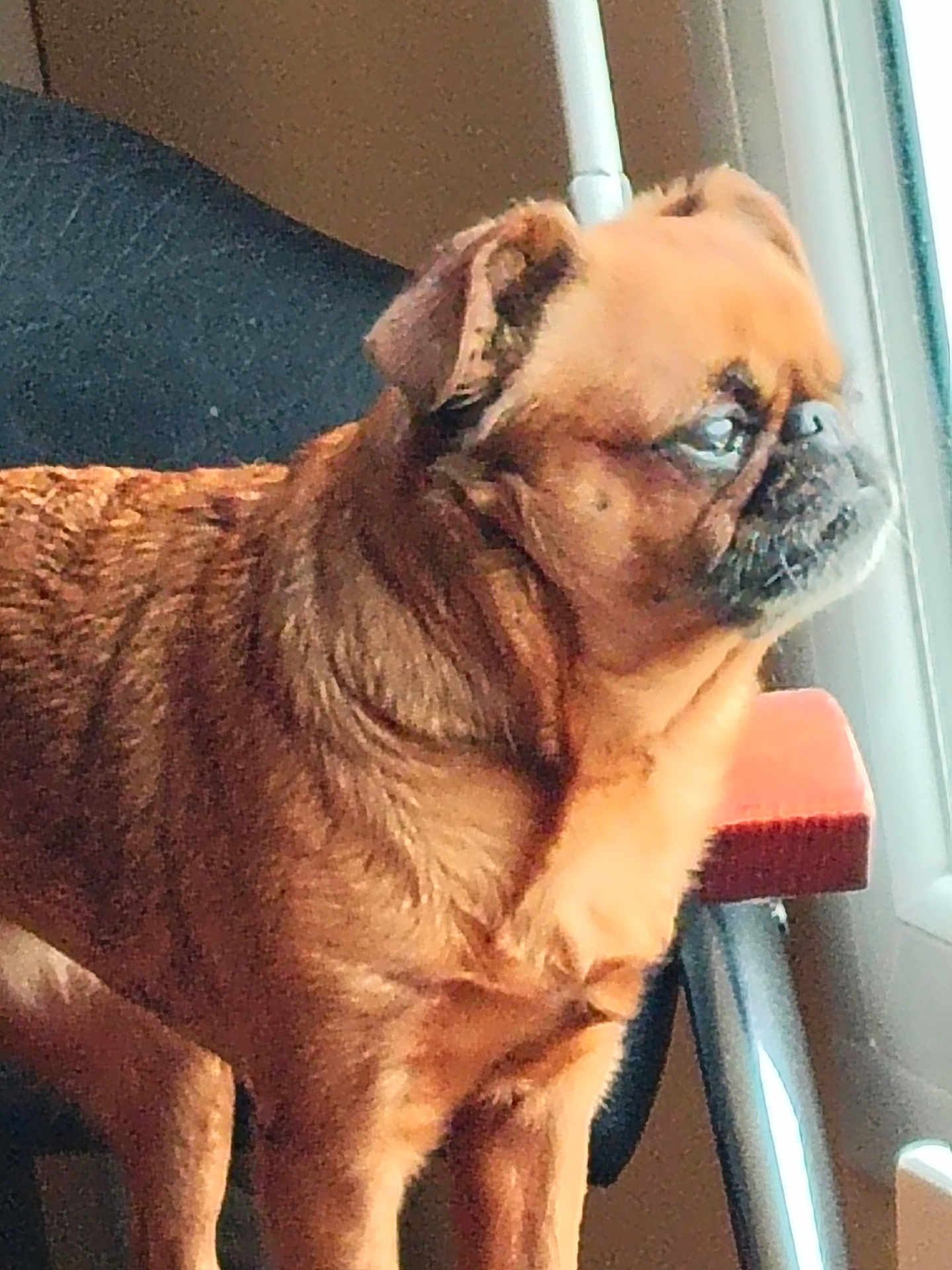 Oasis participe au concours pour gagner de l'argent avec cette photo : dog, brown_dog, pet, indoor, window, chair, looking_out_window, small_dog, fur, animal, companion, domestic_animal, side_view, light, shadow, face, ears, snout, standing, calm
