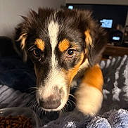 Lucy joined the competition — help win amazing prizes! puppy, dog, close_up, tricolor, fur, eyes, blanket, blue, food, kibble, indoor, pet, cute, animal, face, whiskers, soft, resting, bed, curious