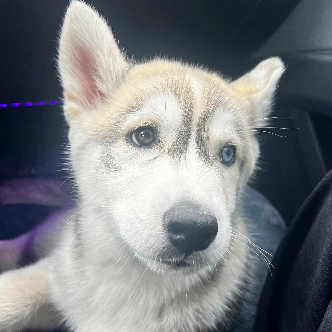 Vao a rejoint le concours — aidez-le/la à gagner de superbes lots ! animal, canine, cat, dog, eskimodog, husky, person, pet, puppy, snout, whitedog