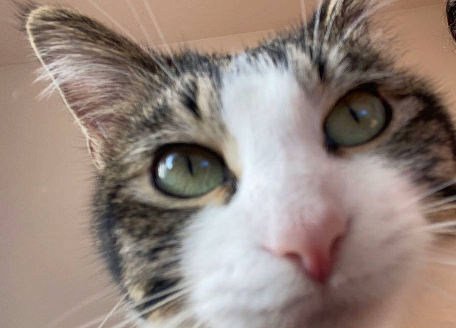 Angie joined the competition — help win amazing prizes! carnivore, cat, domestic_short_haired_cat, ear, felidae, fur, head, iris, small_to_medium_sized_cats, snout, whiskers, window