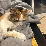Maya a rejoint le concours — aidez-le/la à gagner de superbes lots ! animal, blanket, calico_cat, cat, chair, cozy, domestic_cat, fur, furniture, glass_door, indoor, paw, pet, quilt, relaxation, resting, sleeping, soft, whiskers, window
